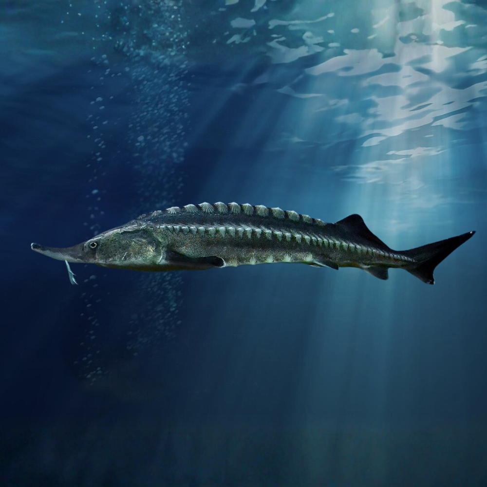 Caviar Extrato De Esturjão Branco 100g